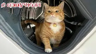 Приколы с котами! САМЫЕ СМЕШНЫЕ ЖИВОТНЫЕ! С ОЗВУЧКОЙ! Смешные коты и собаки!