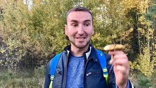 КАК НАЙТИ ГРИБЫ?! Как определить грибы? Рекомендации!