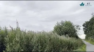 A peaceful walk along a trail between fields on a dull day