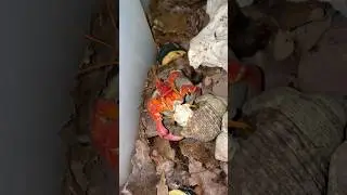 Hermit crab changing shells