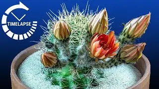 Cactus Flowers Blooming in Timelapse - 8 Hours in 6 Seconds
