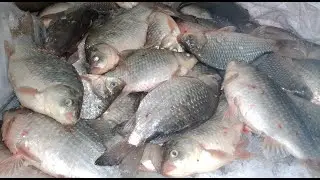 ЛОВЛЯ КРУПНОГО КАРАСЯ ЗИМОЙ СО ЛЬДА! ОГРОМНЫЙ карась загнул кивок!  Ловля карася на утреней зорьке.