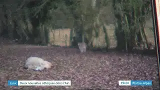 Ain. La difficile cohabitation entre le lynx et les éleveurs