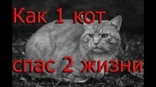 УДИВИТЕЛЬНАЯ ИСТОРИЯ! Как ОДИН кот спаc несколько жизней!