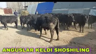 ANGUSNI ZORLARI SOTILYAPTI SHOSHILING +998951103670