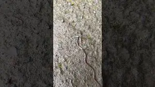 Червяк с очень странной головой 😱