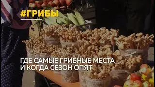 В крае открыт сезон сбора опят: где самые грибные места и можно ли на этом заработать