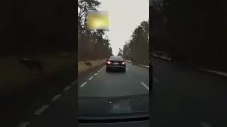 Стадо оленей сбило машину 🦌🚙⚠️