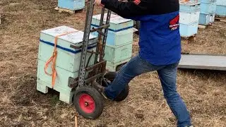 Начало  пчеловодного сезона сезона  Погрузка  пчёл с помощью  пасечной тележки Апилифт