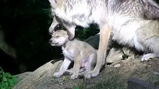 Eager to Play, Wolf Puts Puppy's Head in His Mouth