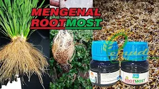 MENGENAL NUTRISI ROOTMOST