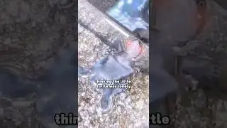 A cute turtle #amimals #shortvideo #shorts #funny