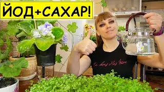 Срочно Полейте Йодом + Сахаром / СУПЕР СРЕДСТВО ДЛЯ КОМНАТНЫХ РАСТЕНИЙ