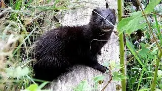 Amerikas ūdele - American mink - Американская норка