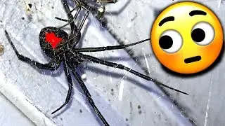 Redback Spiders Major Infestation Study Local Gym EDUCATIONAL VIDEO