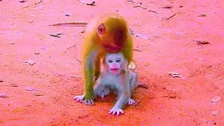 Baby Monkey's H/eartbreaking F/ight for Mother's M/ilk 1 33