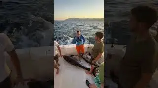 Наловили много тунца 