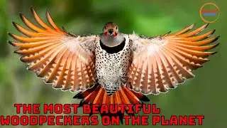 The strangest and most beautiful woodpeckers on the planet