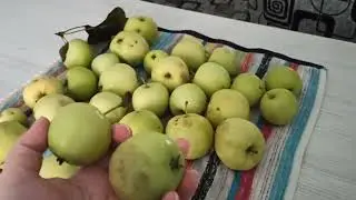 Яблочное варенье из зелёных и павших яблок.