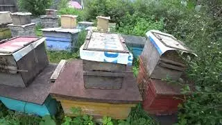 ПРИВЁЗ ПЕРВЫХ 12 БРОДЯЧИХ РОЁВ НА ПАСЕКУ, ПОЙМАННЫХ В ЛОВУШКИ, ЛЕТО 2020 года