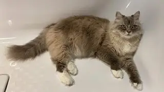 КАК ЧИХАЮТ В РАЗНЫХ СТРАНАХ: