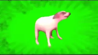 СОБАКА ТАНЦУЕТ МЕМ 10 МИНУТ! ФУТАЖ GREEN SCREEN
