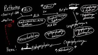 Heme Synthesis Pathway Made Simple!