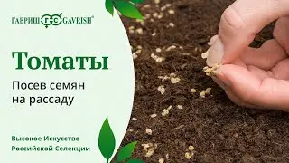 Как сеять на рассаду томаты - советы агрономов компании 