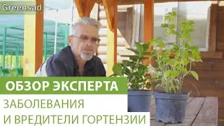 Заболевания и вредители гортензии