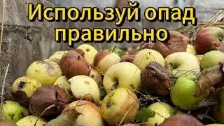 Не выкидывай опавшие яблоки. Гнилые яблоки — отличное органическое удобрение. #яблоки #удобрение