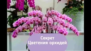 Секрет обильного цветения орхидей !