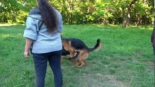 German shepherds Athena and Alphonse.  New litter in August 2024. Odessa.