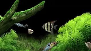 Dream Aquarium Screensaver