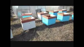 Переселяем пчёл / весенние работы