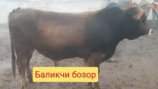 Baliqchini ko‘ring va Samarqand savxoz bilan solishtiring.