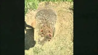 Groundhog hunting Ohio 2013 #1