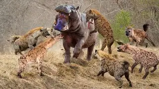 17 Hyenas Take Down A 8-Ton Hippo To Avenge Their Leader! Tragic End Of The Swamp King!