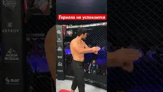 Горилла не успокоится ни как #kazmma #mma #мма #ufc #бои #бой #бокс #юфс #попмма #sports #muaythai