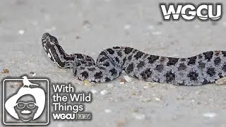 Pygmy Rattlesnake | With The Wild Things feat. Dr. Jerry Jackson