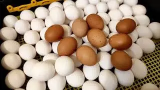 ЯЙЦА С МАГАЗИНА В ИНКУБАТОР! ДЕНЬГИ В МУСОР! ОБМАН НА ЯЙЦАХ! СЕЗОН ЛОХОВ ОТКРЫТ! ИНКУБАЦИЯ ЯИЦ
