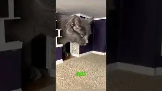 Кот украсил собой миниатюру 😼😄