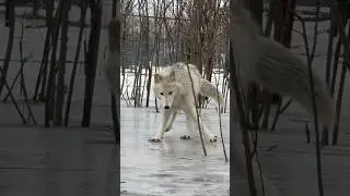 Волки на льду 🧊 