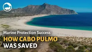 Marine Protected Areas Success Stories: The Incredible Recovery of Cabo Pulmo National Park!