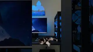 Cat = Extra Gaming Purrformance