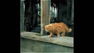😼 Crookshanks 🐾🐈