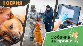 СОБАЧКА НА ПРОКАЧКУ 1 серия: Сложный выбор главных героев / Первый осмотр в ветеринарной клинике