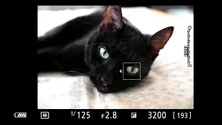 Animal-detection AF for Z 7 and Z 6 Mirrorless Cameras