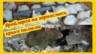 Бройлеров перевожу на зерносмесь / У меня завелись КРЫСЫ, они не любят больших бройлеров