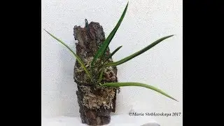 Мастер - класс по посадке на блок симподиальной орхидеи на примере BRASSAVOLA CORDATA