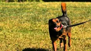 Замедленный забег собаки Футаж HD